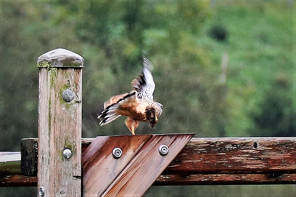 Turmfalke Männchen