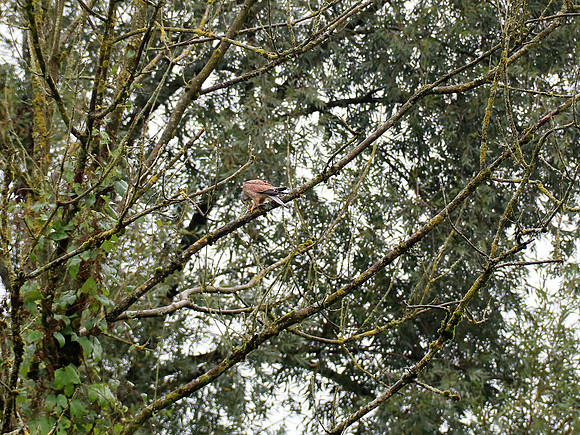 Turmfalke Männchen