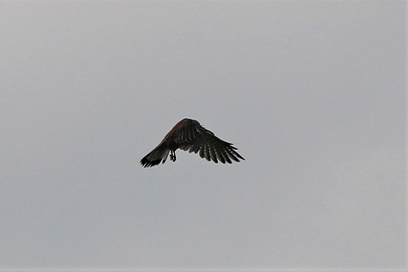 Turmfalke Männchen