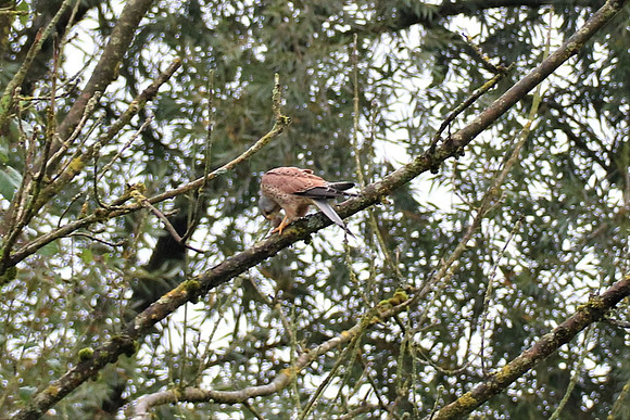 Turmfalke Männchen