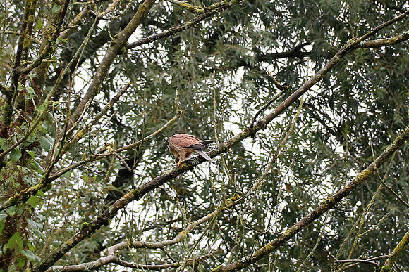 Turmfalke Männchen