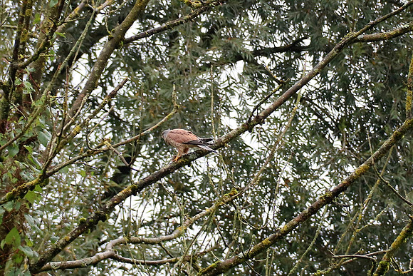 Turmfalke Männchen