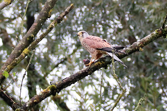 Turmfalke Männchen