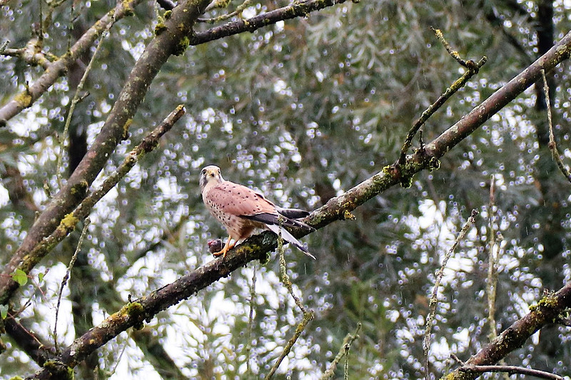 Mäusebussard