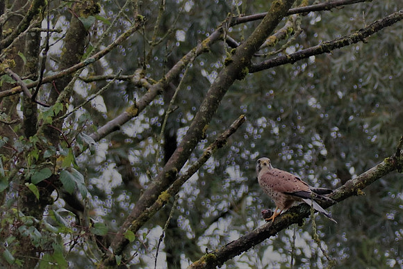 Turmfalke Männchen