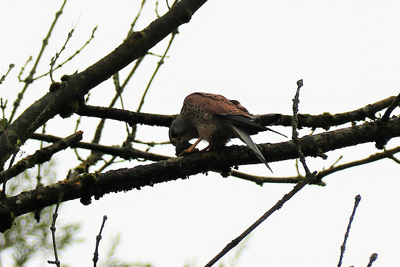 Turmfalke Männchen