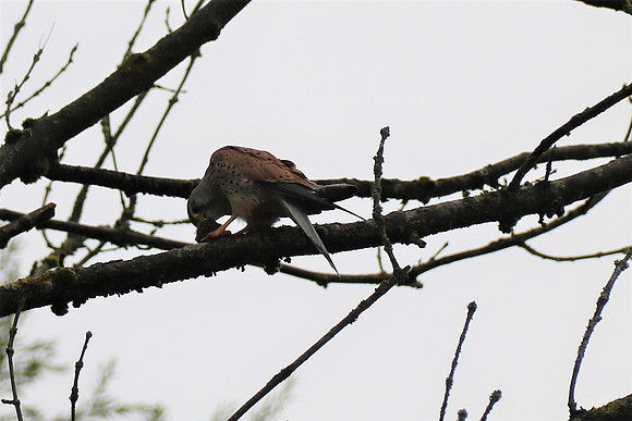 Turmfalke Männchen