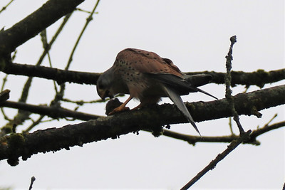Turmfalke Männchen