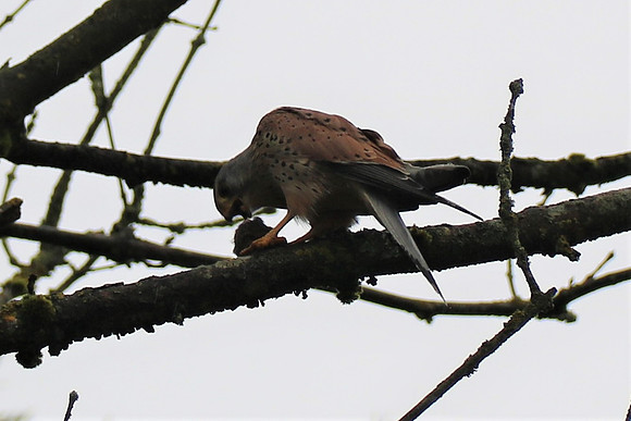 Turmfalke Männchen