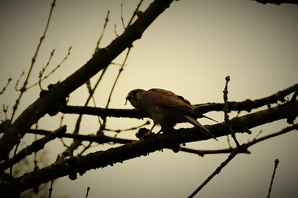Turmfalke Männchen