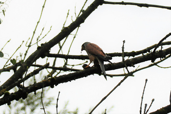Turmfalke Männchen