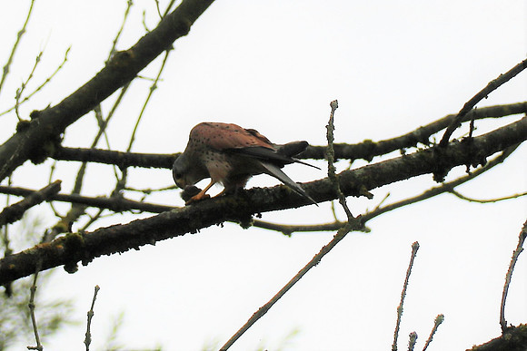 Turmfalke Männchen