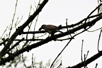Turmfalke Männchen