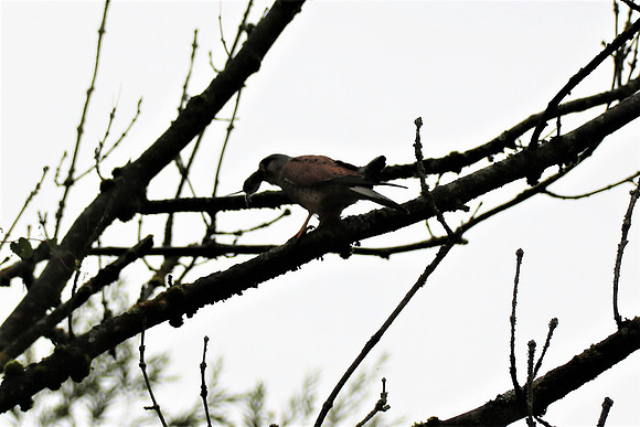 Turmfalke Männchen