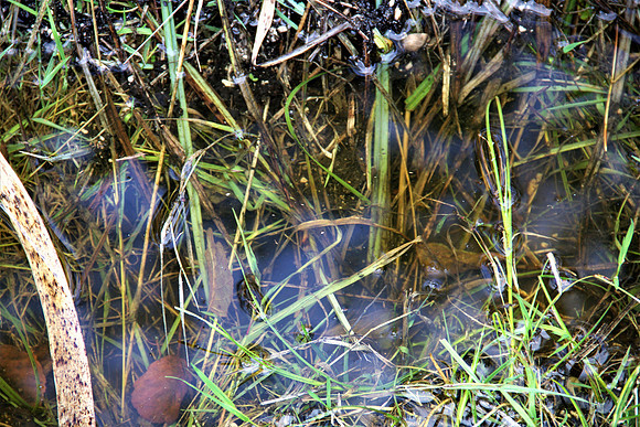 Heilmoor Neyharting
