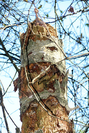 Naturwelt Neydharting
