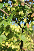 Naturwelt Neydharting