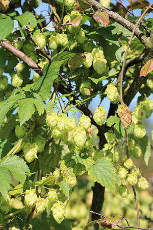 Naturwelt Neydharting