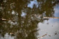 Heilmoor Neyharting