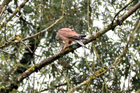 Mäusebussard