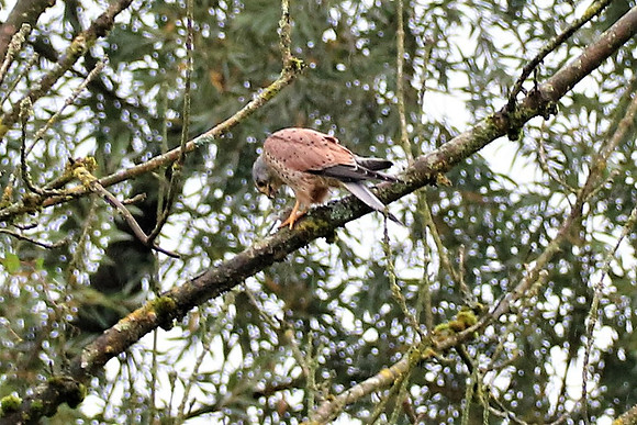 Mäusebussard