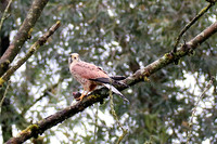 Mäusebussard