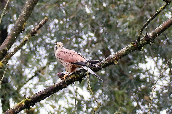 Mäusebussard