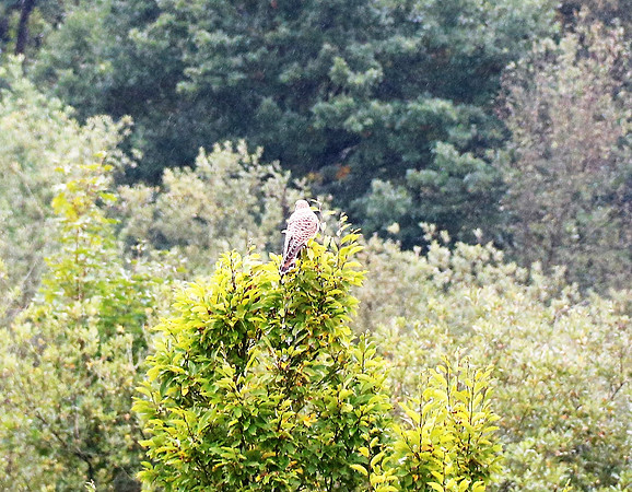 Mäusebussard