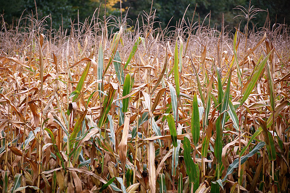 Herbst in Neydharting