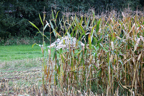 Herbst in Neydharting