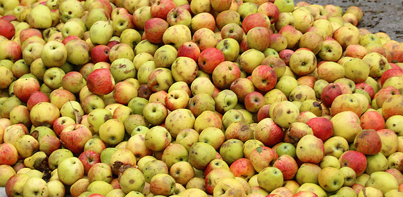 Herbst in Neydharting