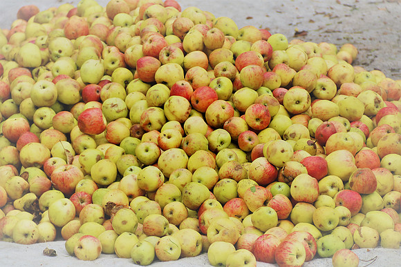 Herbst in Neydharting
