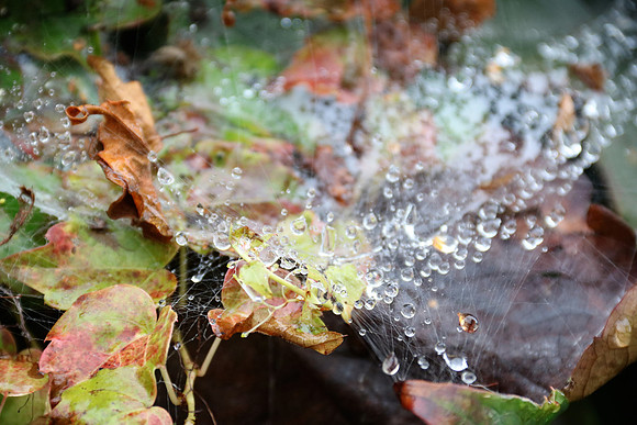 Herbst in Neydharting