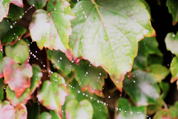 Herbst in Neydharting