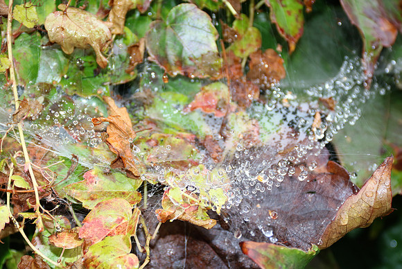 Herbst in Neydharting