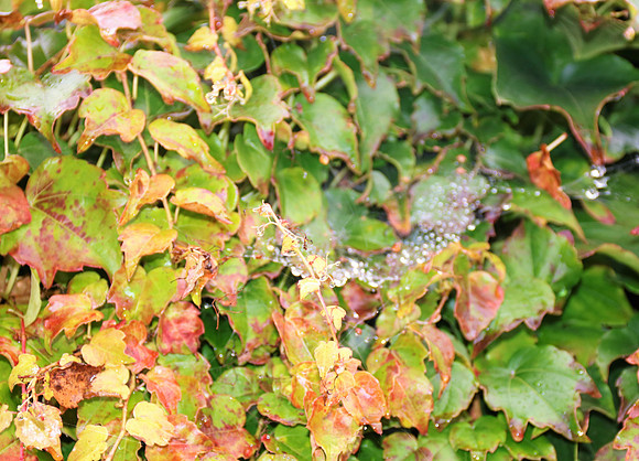 Herbst in Neydharting