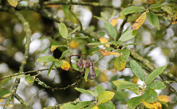 Herbst in Neydharting