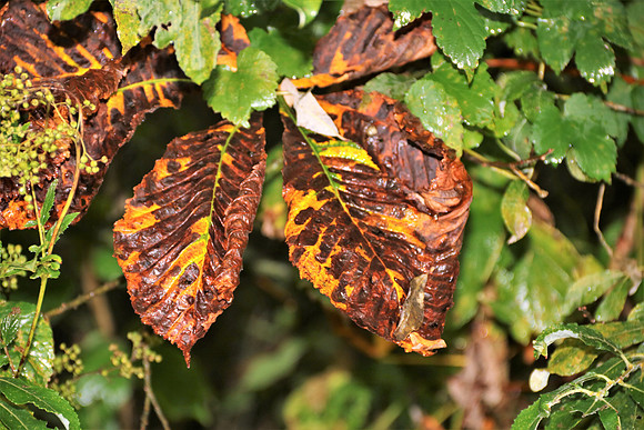 Herbst in Neydharting