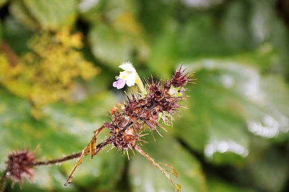 Herbst in Neydharting