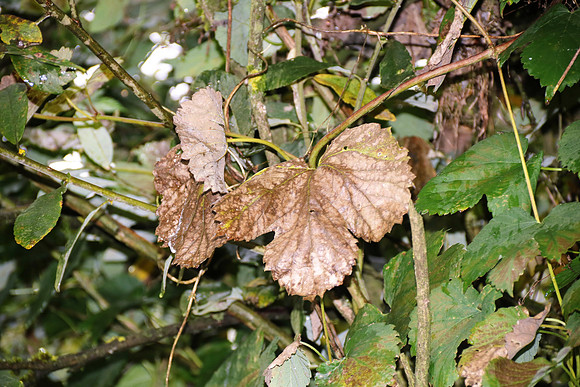 Herbst in Neydharting