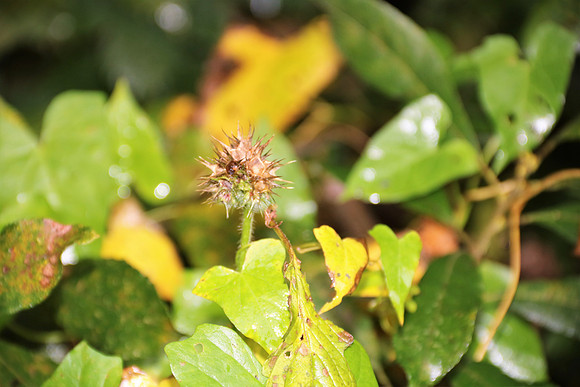 Herbst in Neydharting
