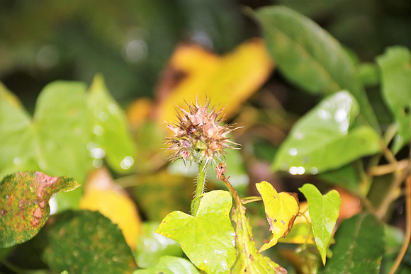 Herbst in Neydharting