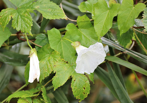 Herbst in Neydharting