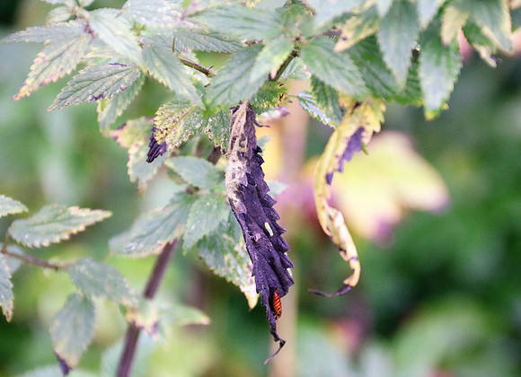 Herbst in Neydharting