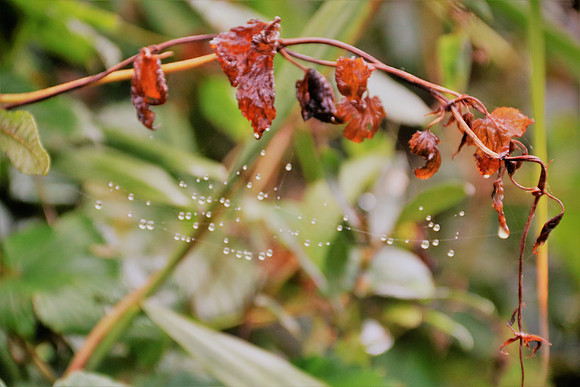 Herbst in Neydharting