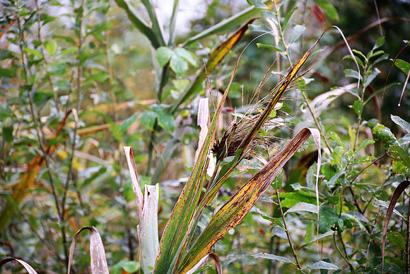 Herbst in Neydharting