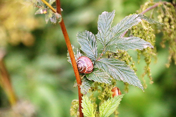 Herbst in Neydharting
