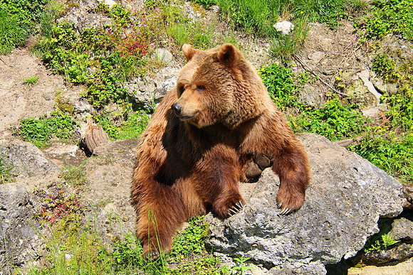 01.06.2021 - Die schönsten Stunden aus dem Zoo Salzburg.