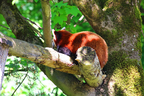 01.06.2021 - Die schönsten Stunden aus dem Zoo Salzburg.