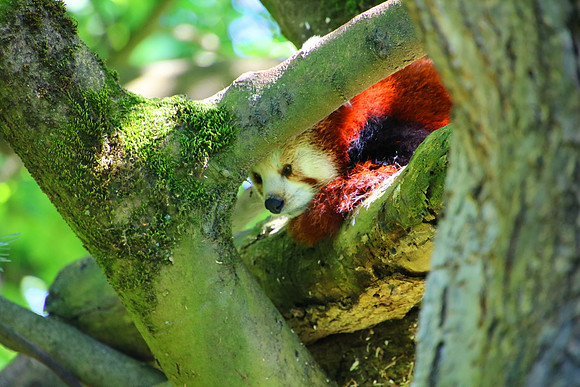 01.06.2021 - Die schönsten Stunden aus dem Zoo Salzburg.